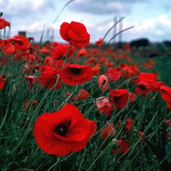 Meet your Posher, James - Picture 1 of 1